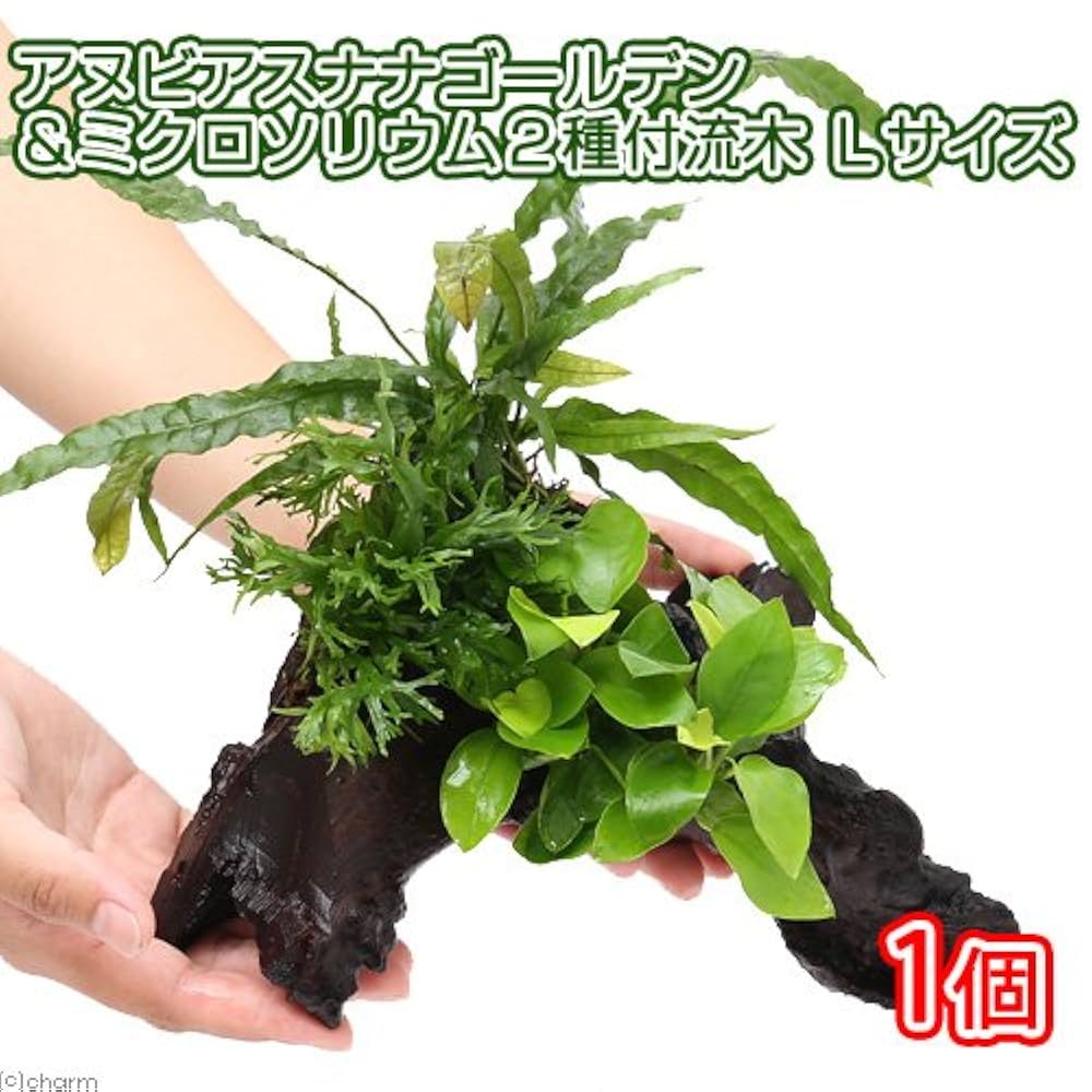アヌビアスプチ 巻き流木 Lサイズ アヌビアスナナ 流木 Lサイズ(水上葉)(1本)(約25cm) | チャーム